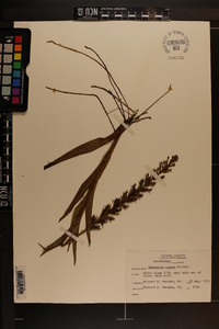 Habenaria repens image