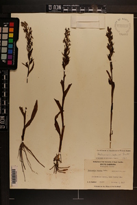 Habenaria repens image