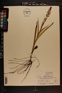 Habenaria repens image