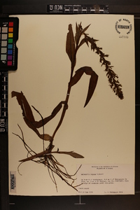 Habenaria repens image