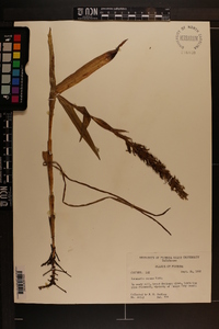 Habenaria repens image