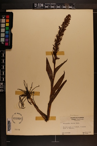 Habenaria repens image