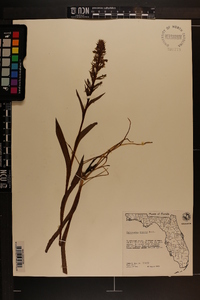 Habenaria repens image