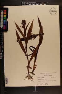 Habenaria repens image