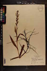 Habenaria repens image