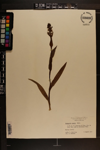 Habenaria repens image