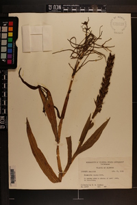 Habenaria repens image