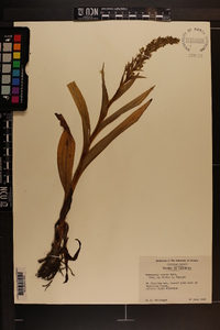 Habenaria repens image