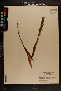 Habenaria repens image