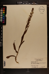 Habenaria repens image