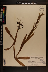 Habenaria repens image