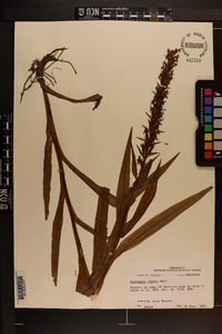 Habenaria repens image