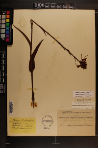 Platanthera blephariglottis var. conspicua image