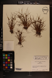 Cyperus granitophilus image