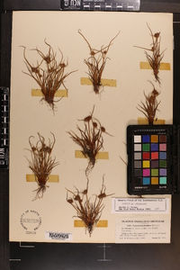 Cyperus granitophilus image