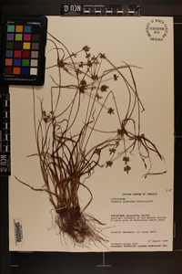 Cyperus grayoides image