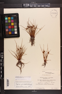 Cyperus granitophilus image