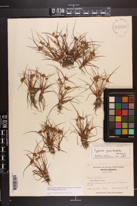 Cyperus granitophilus image