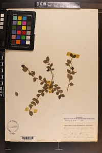 Crossopetalum ilicifolium image