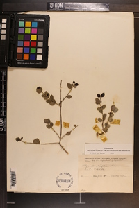 Crossopetalum ilicifolium image