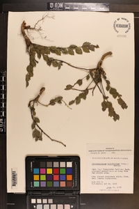 Crossopetalum ilicifolium image