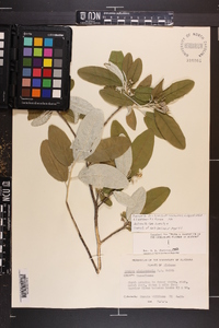 Croton alabamensis image