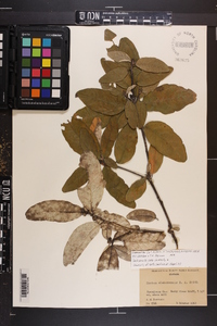 Croton alabamensis image