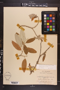 Croton alabamensis image