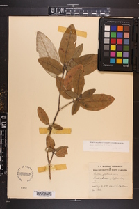 Croton alabamensis image