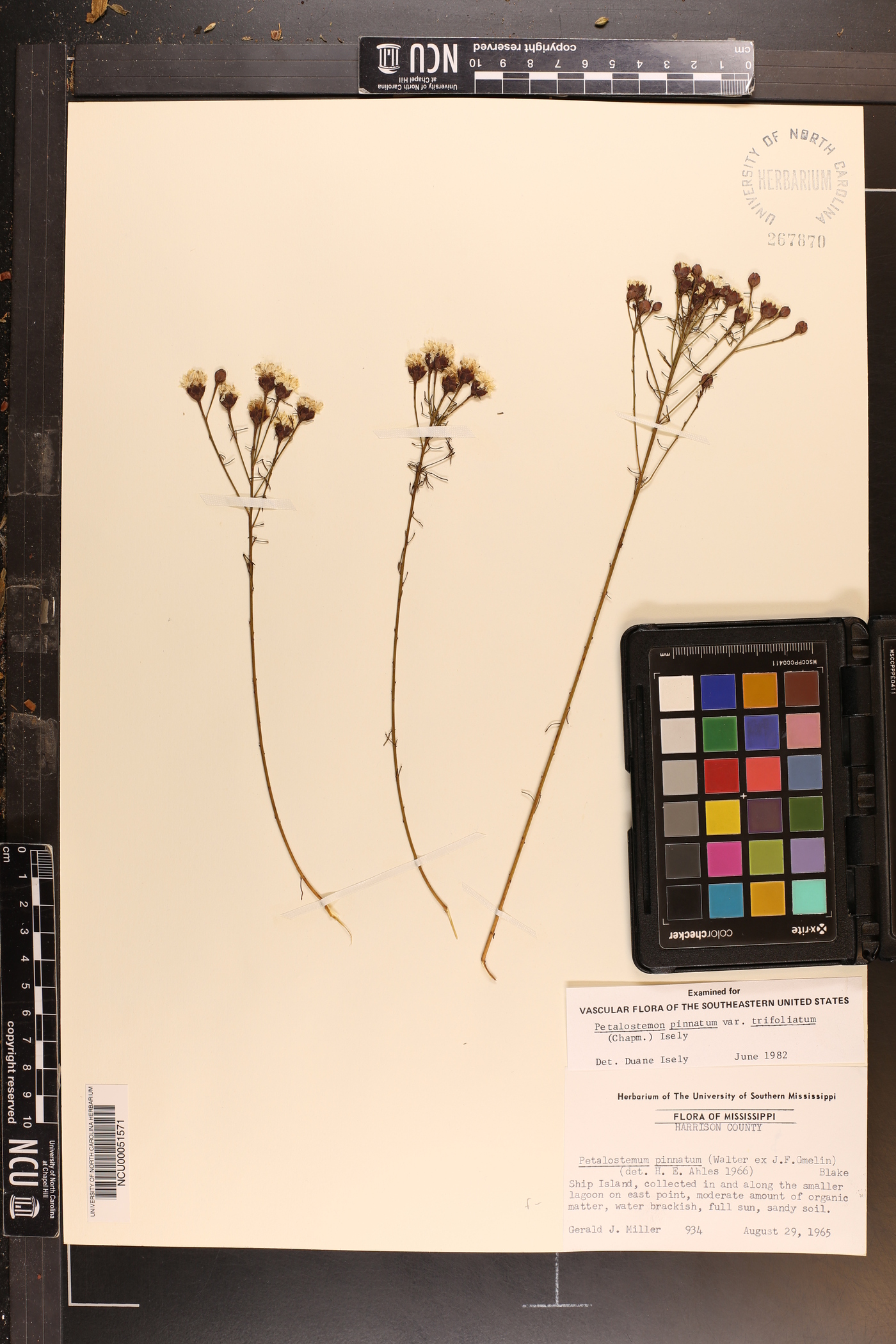 Dalea pinnata var. trifoliata image
