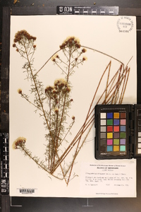 Dalea pinnata var. trifoliata image