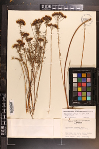 Dalea pinnata var. trifoliata image