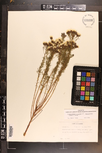 Dalea pinnata var. trifoliata image