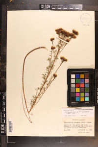 Dalea pinnata var. trifoliata image