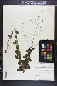 Desmodium ciliare image