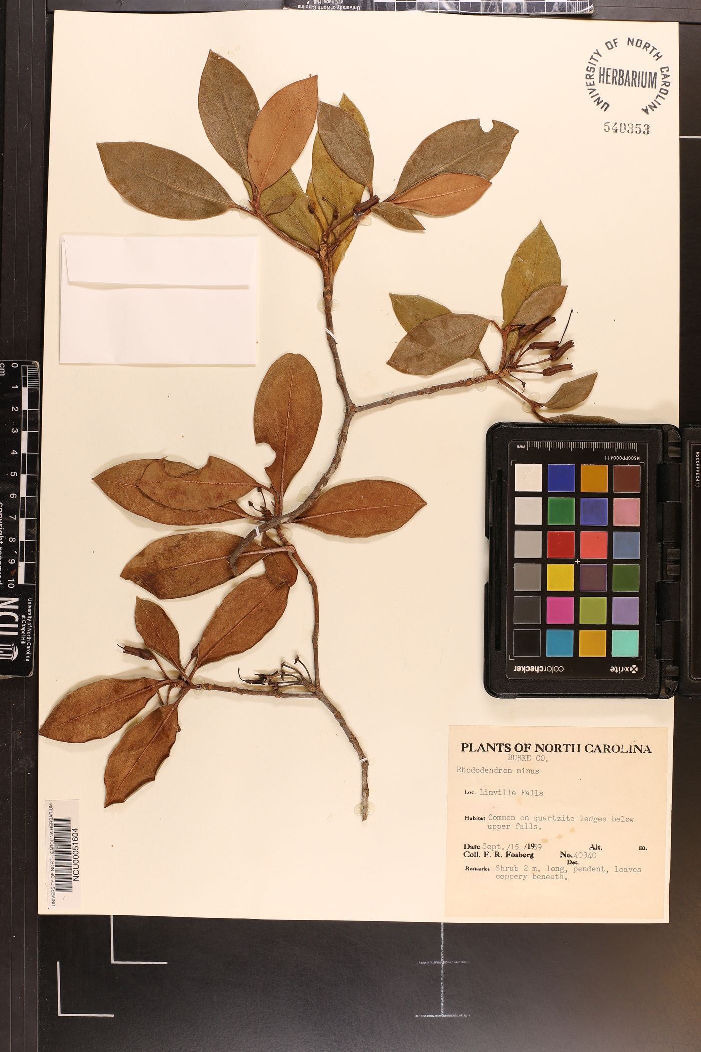 Rhododendron carolinianum image