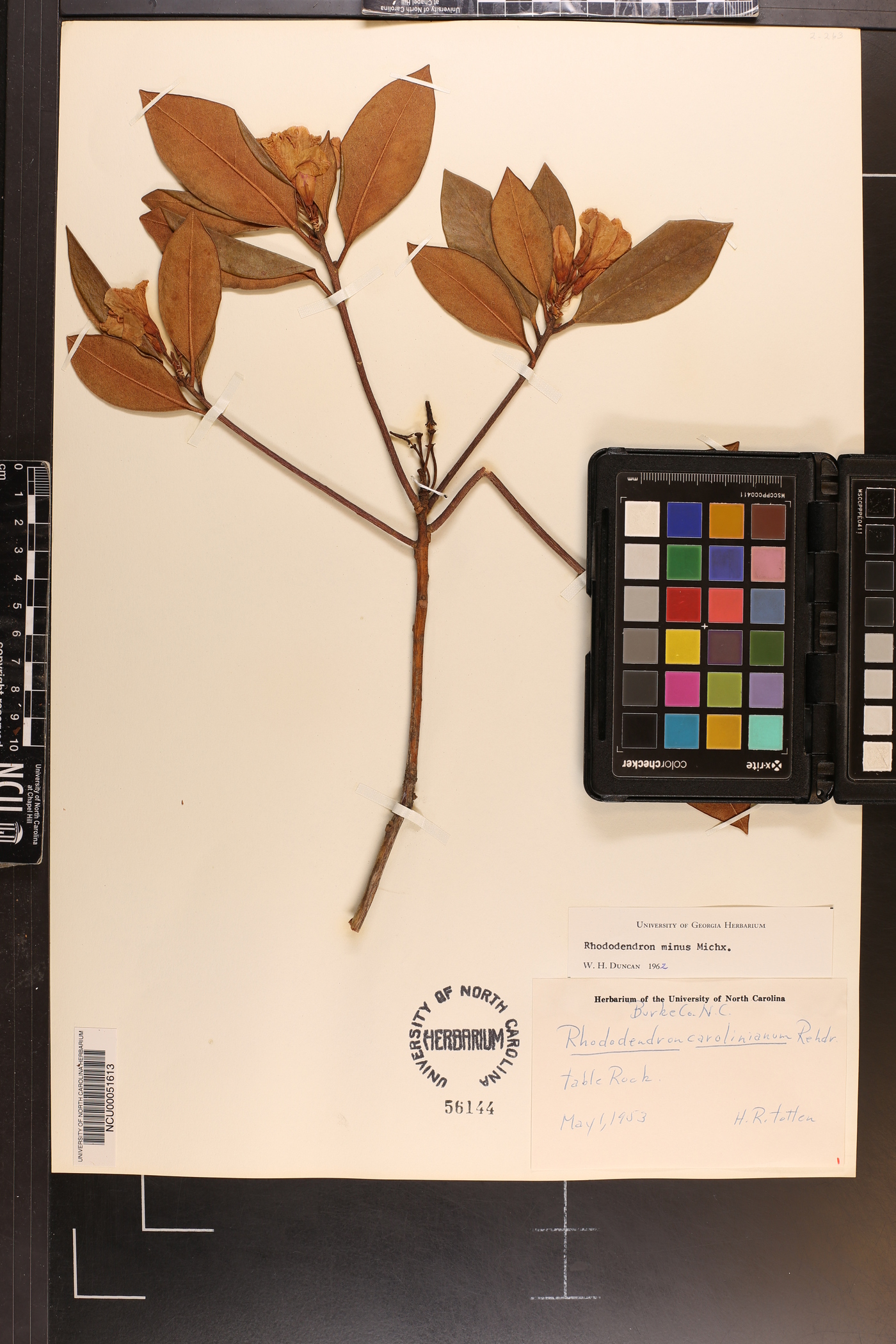 Rhododendron carolinianum image