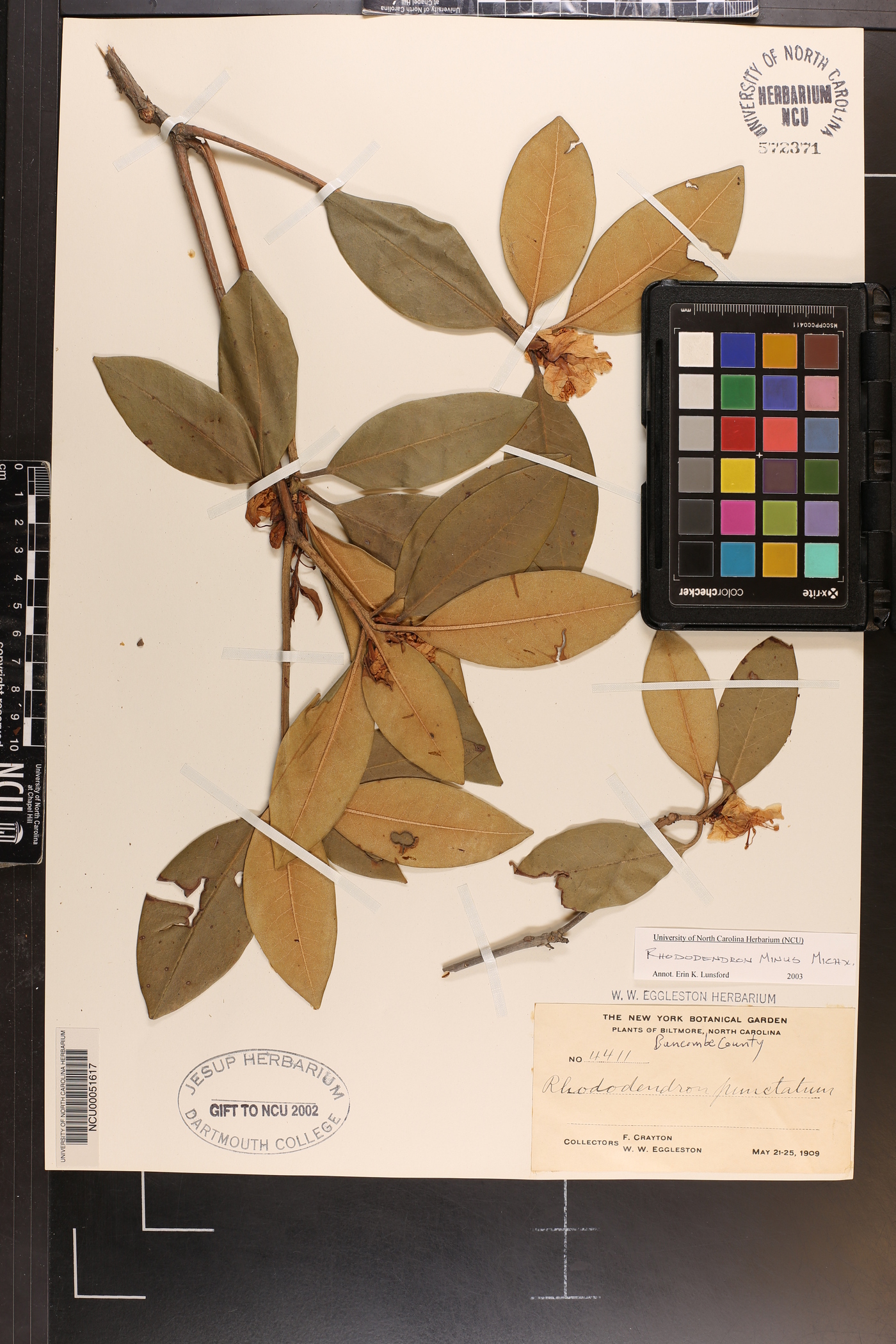 Rhododendron carolinianum image