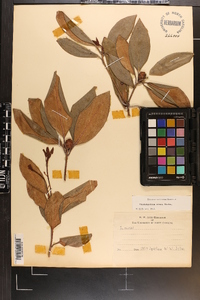 Rhododendron carolinianum image