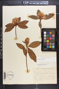 Rhododendron carolinianum image