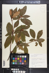 Rhododendron minus image