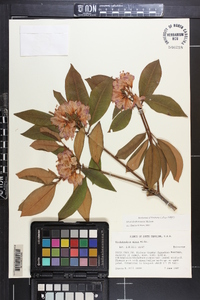 Rhododendron minus image