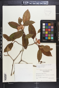 Rhododendron minus image