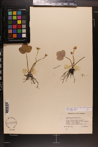 Anemone americana image
