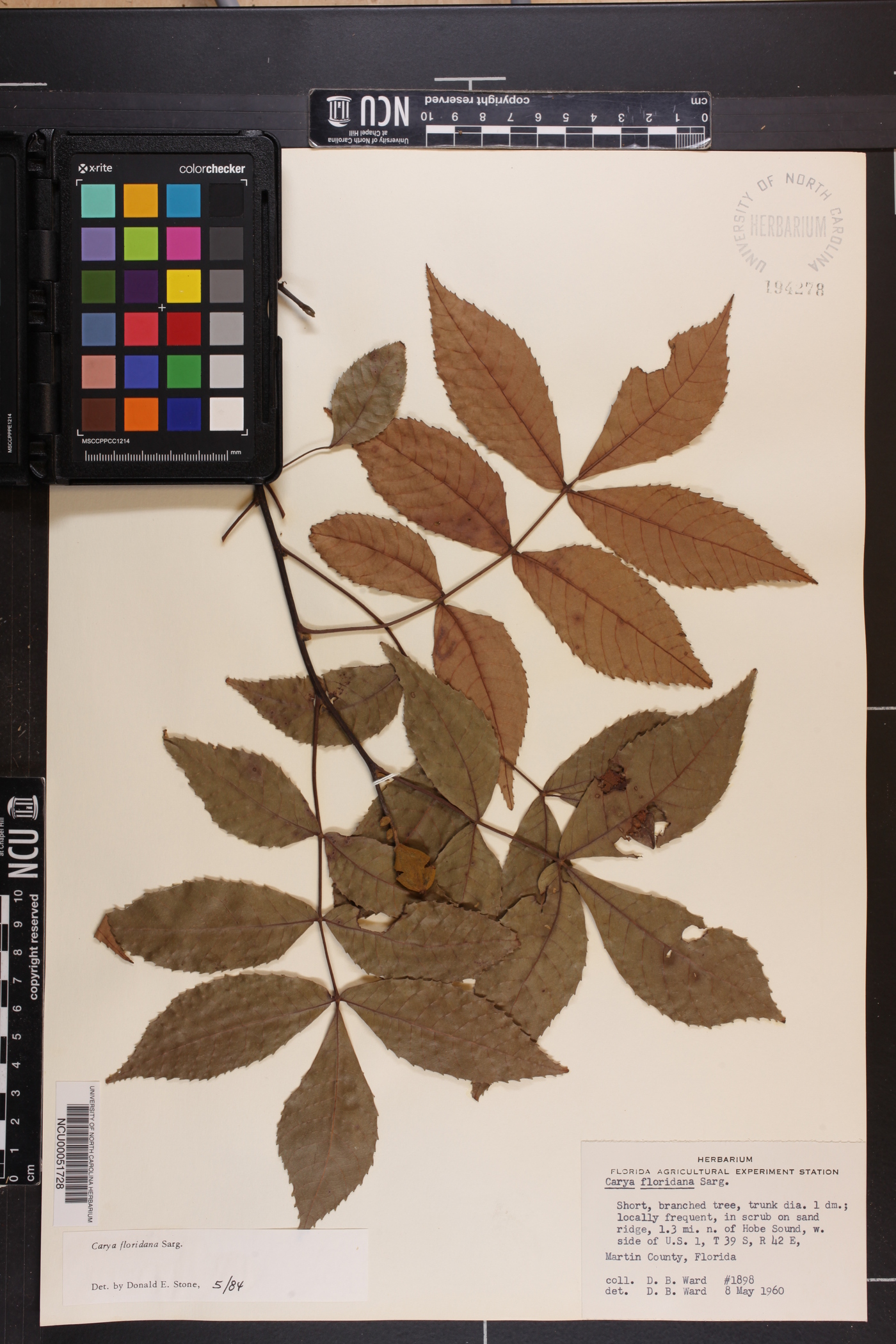 Carya floridana image