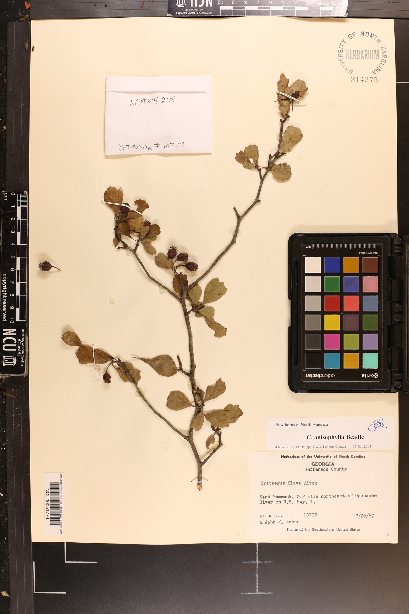 Crataegus anisophylla image