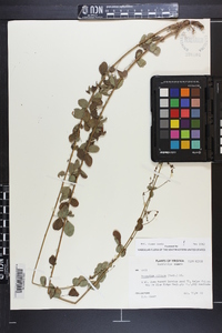 Desmodium ciliare image