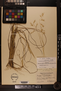 Danthonia epilis image