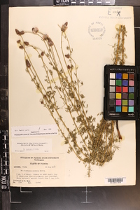 Dalea carnea image