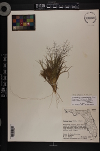 Dichanthelium chamaelonche subsp. breve image